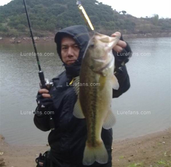 ˵BASS