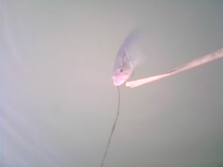 img116.jpg