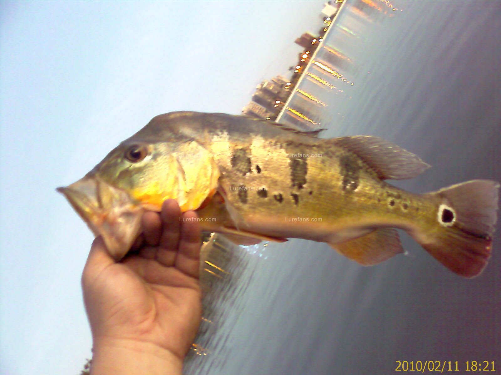 20100211_g3.jpg