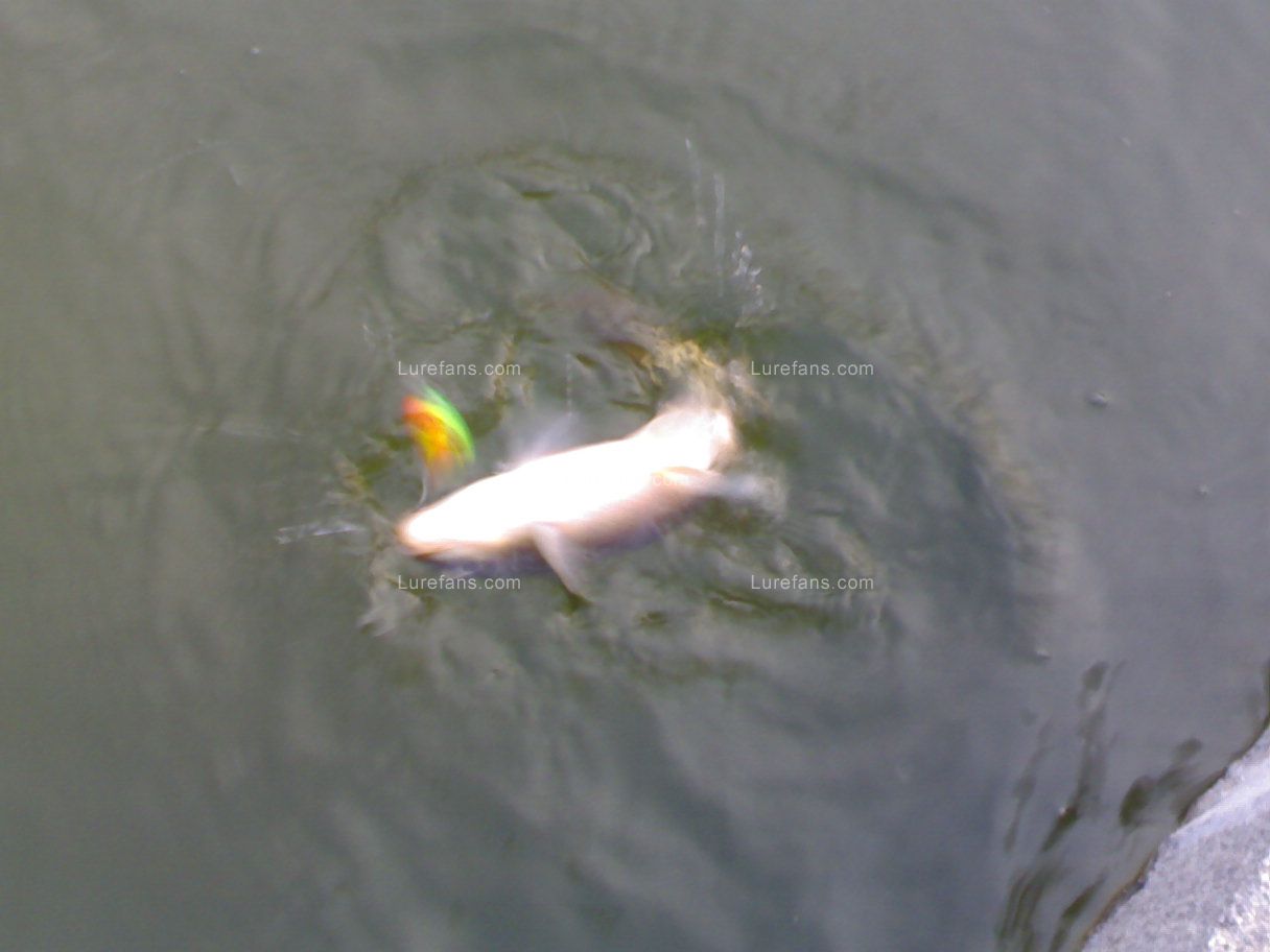 20100327333.jpg