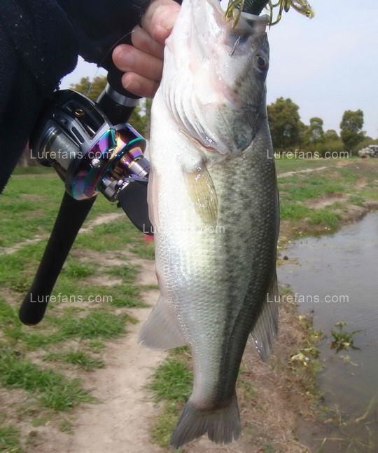 bass_one.jpg