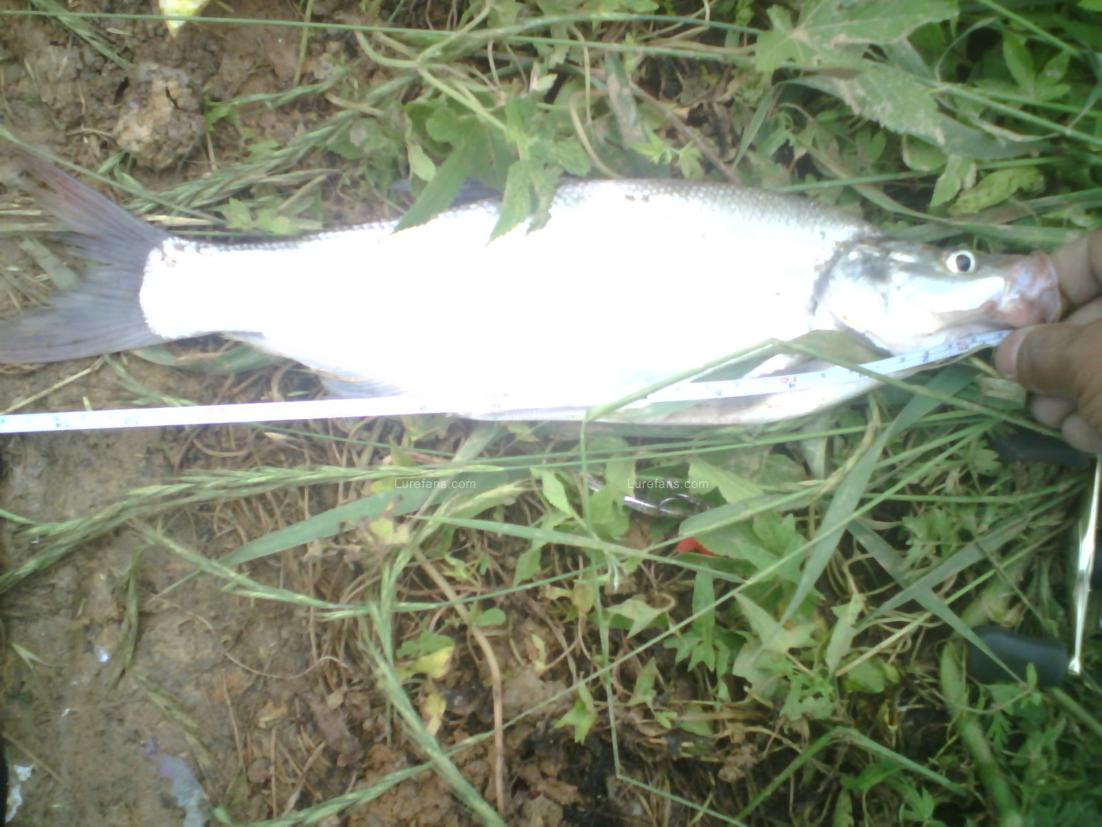 PIC00017.JPG