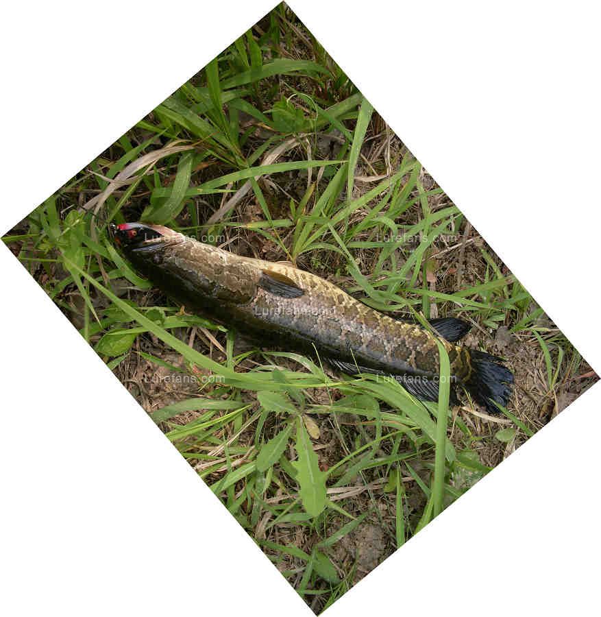 SDC13882.jpg