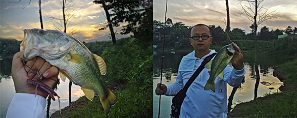ϼеBASS