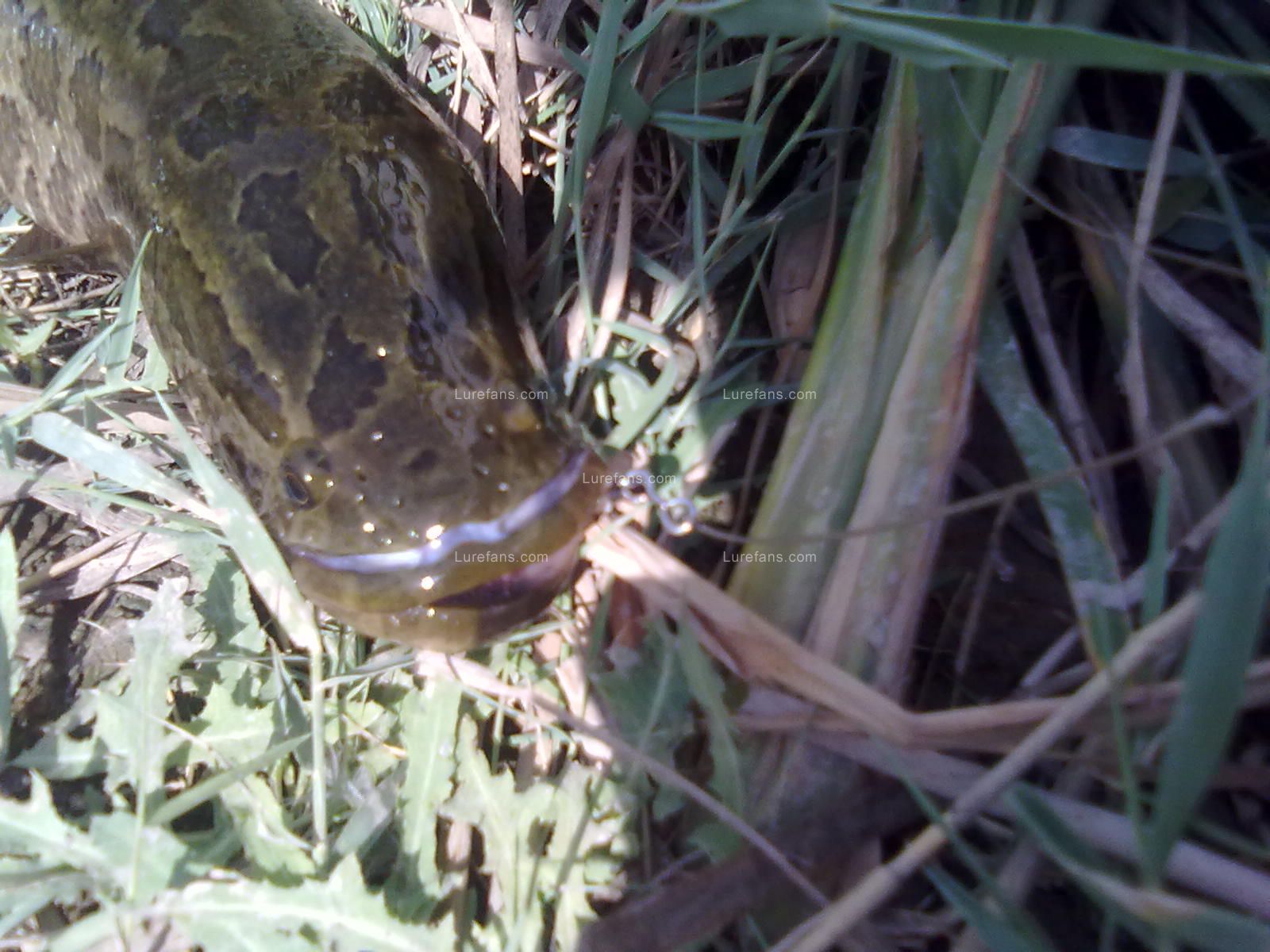20100818273.jpg