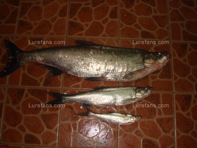 DSC03411.JPG