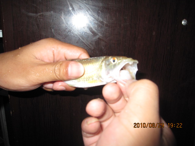 Ƭ 004.jpg