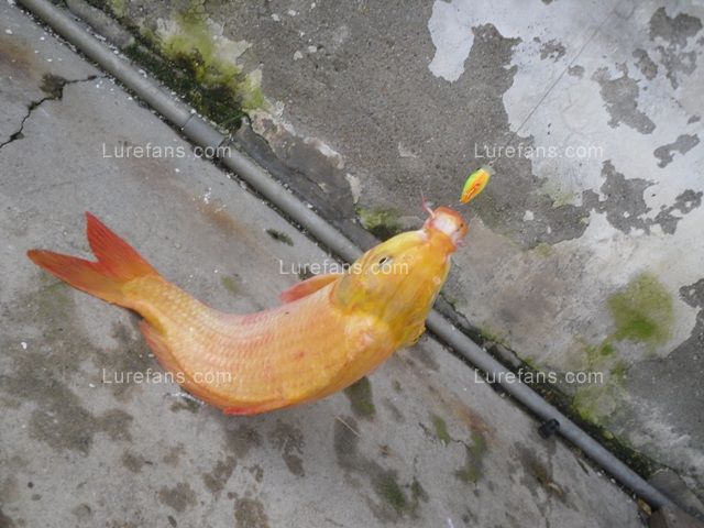 SDC12335.JPG