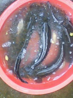 IMG0013A.jpg