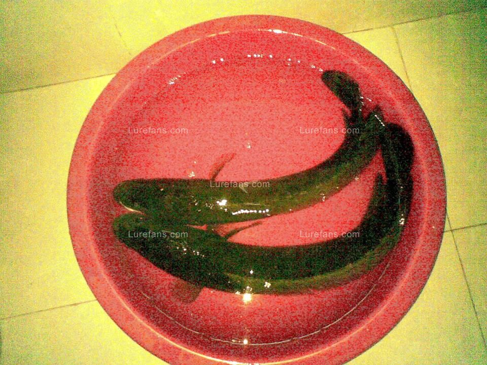 20101006(010).jpg