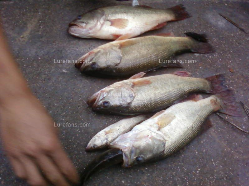 Ƭ-0016.jpg