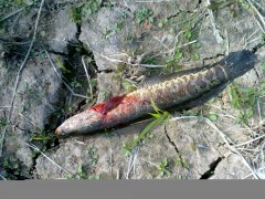 20101107089_conew1.jpg