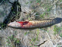 20101107090_conew1.jpg