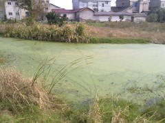20101107094_conew1.jpg