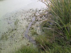 20101107095_conew1.jpg