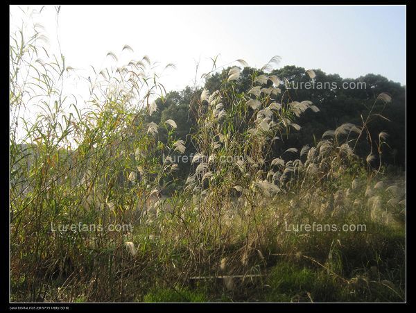 Ƭ 051.jpg