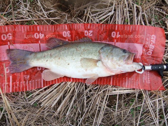 ȻƲ˼ˮ65cm  Լļ¼48cm  Ҳ  βһ ط ...