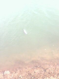 IMG0035A.jpg
