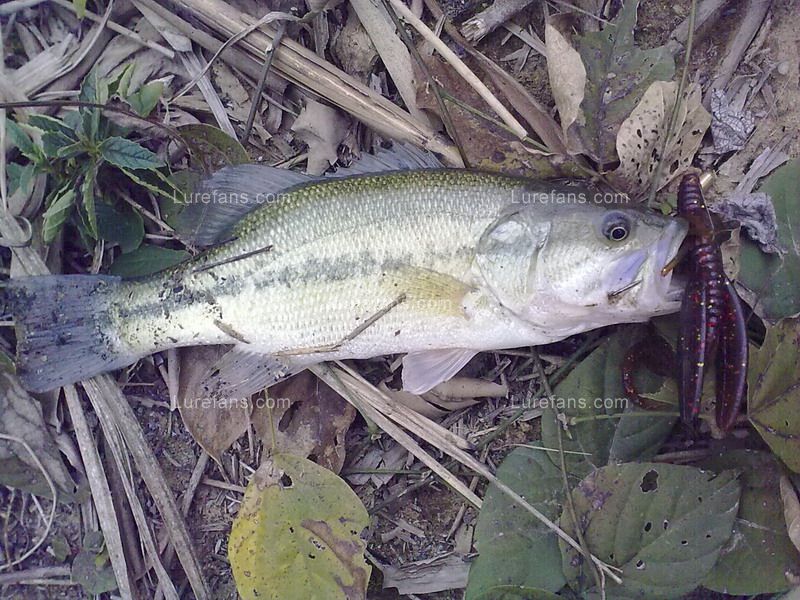 201101281095.jpg