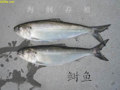 2006629233519447.jpg