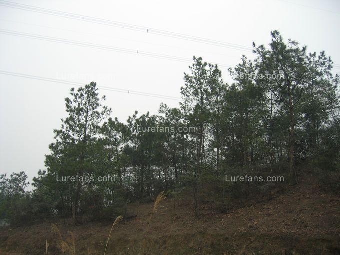 Ƭ 010.jpg