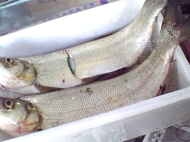 ͼƬ 005.jpg