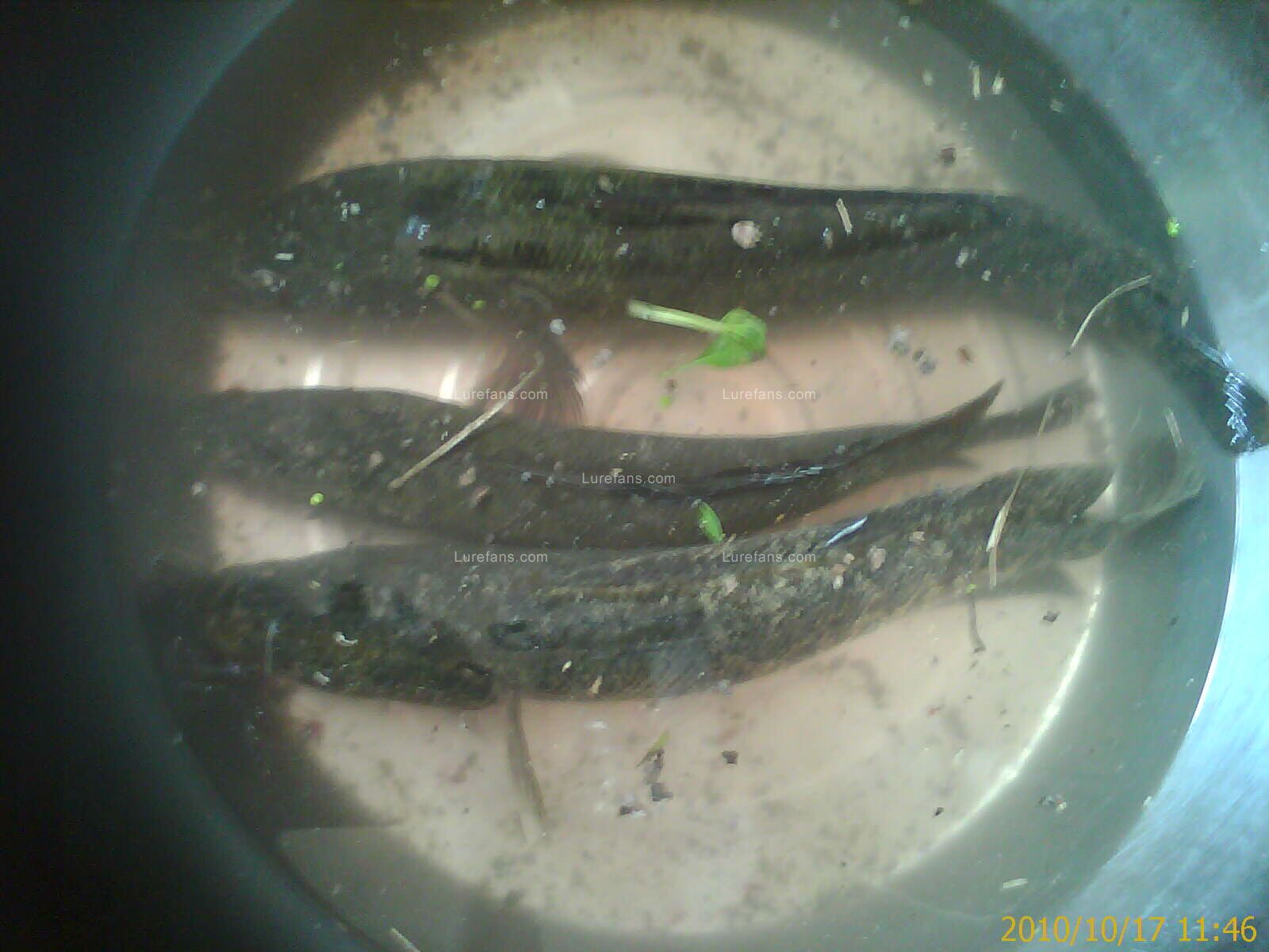 IMAG0048.jpg
