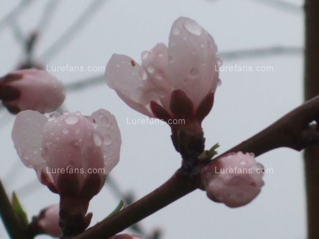 һ2.JPG