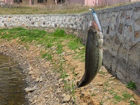 SAM_0572.JPG