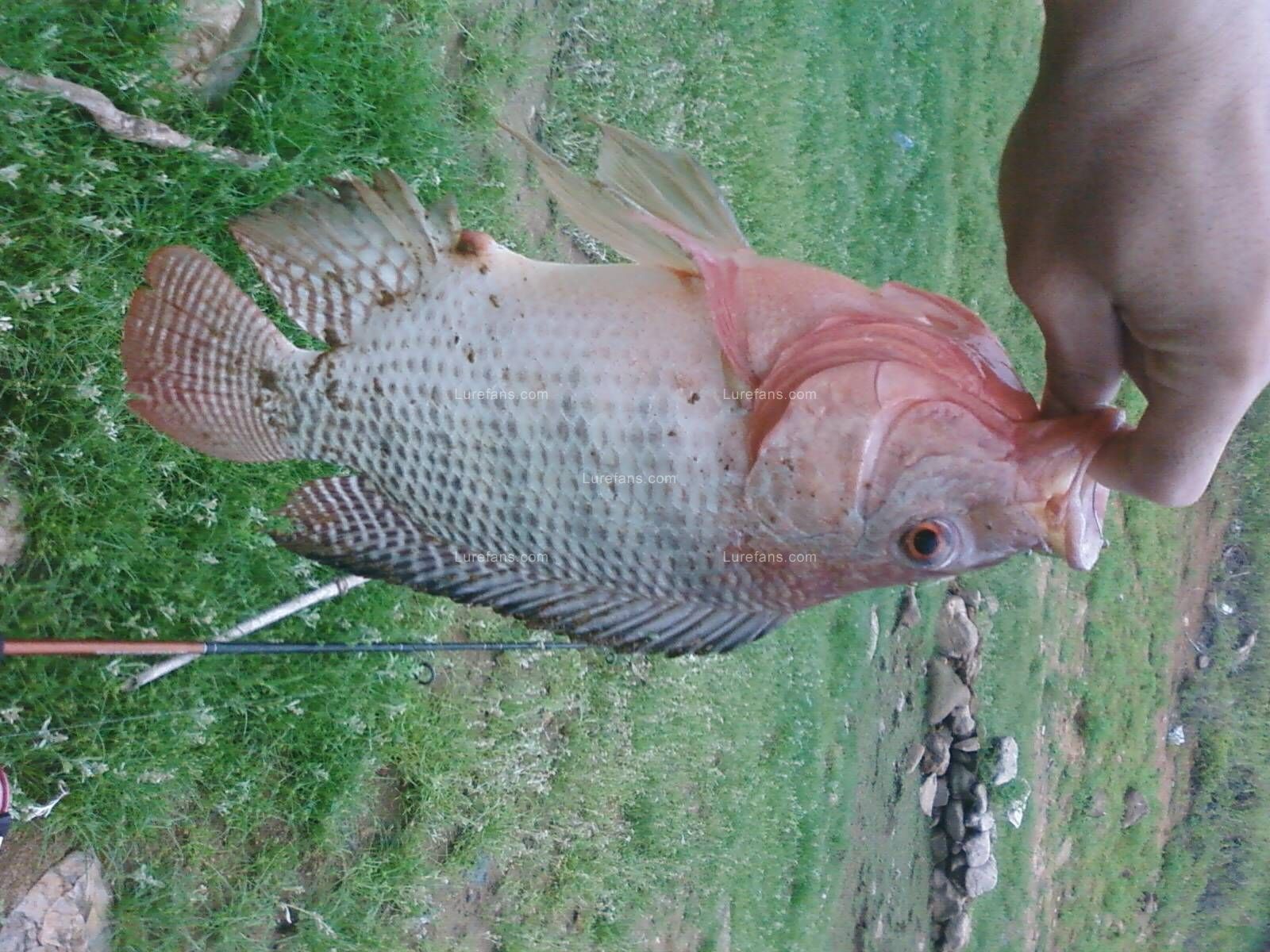 PIC-0011.jpg