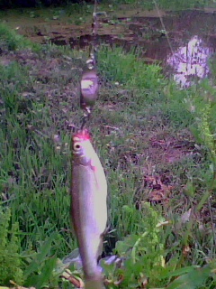 IMG0394A.jpg