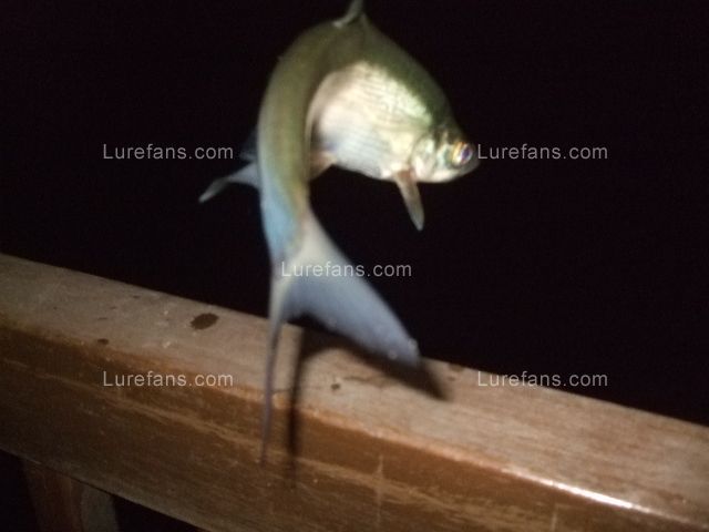 DSCF2120.JPG