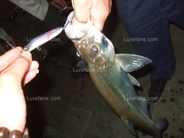 DSCF2109.JPG