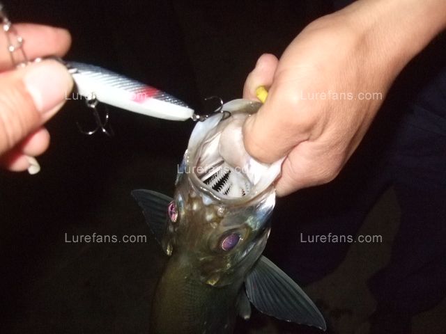 DSCF2108.JPG