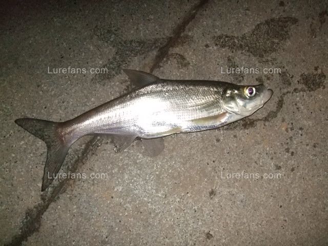 DSCF2121.JPG