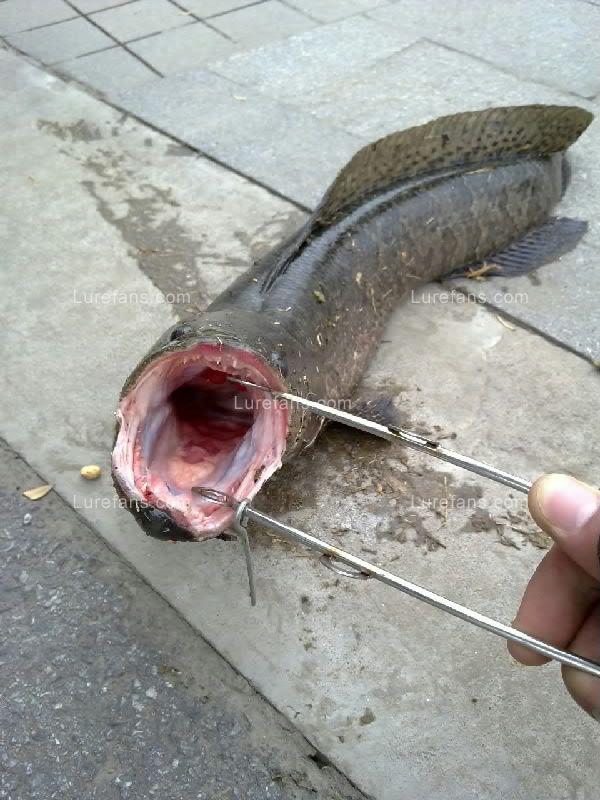 20110527184.jpg