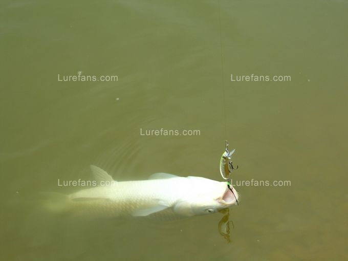 Ƭ 029.jpg