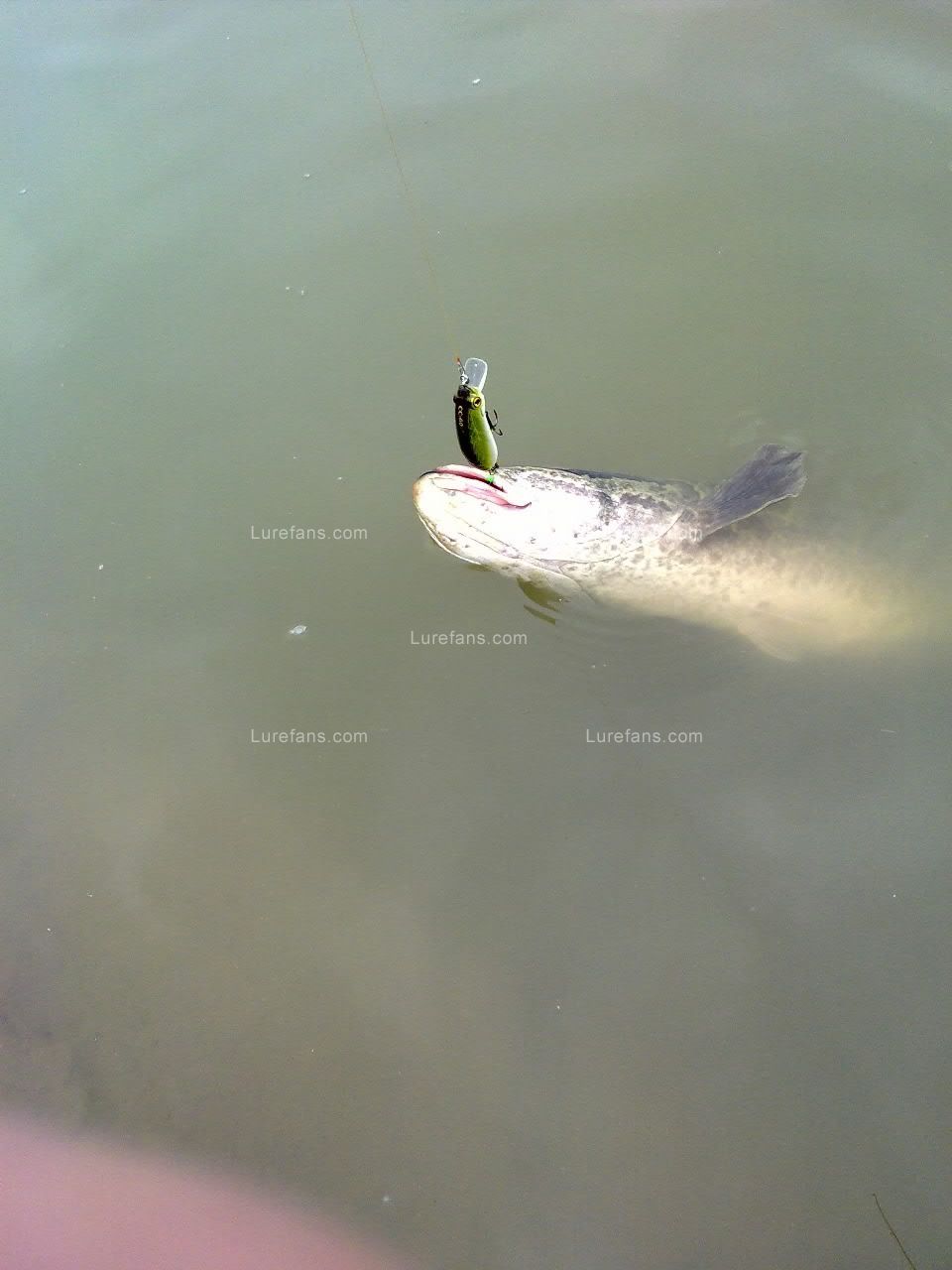 20110527177.jpg