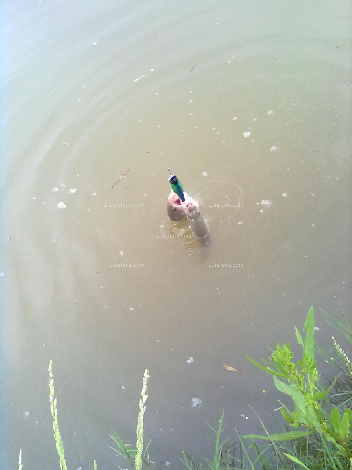 20110609944.jpg