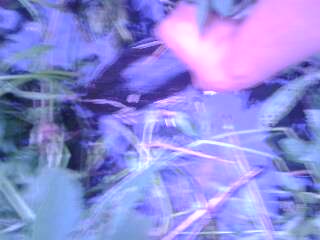 IMG0148A.jpg
